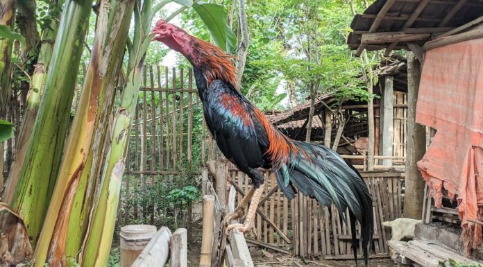 Galli colorati sul recinto