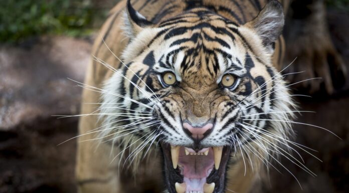 Tigre di Sumatra arrabbiata