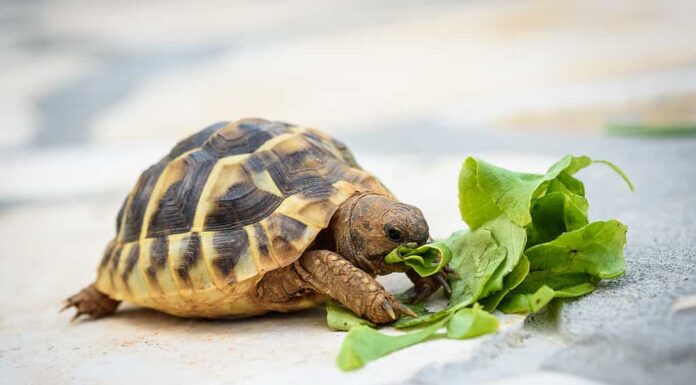 Tartaruga da compagnia che mangia insalata di lattuga sulla terrazza pavimentata in pietra.