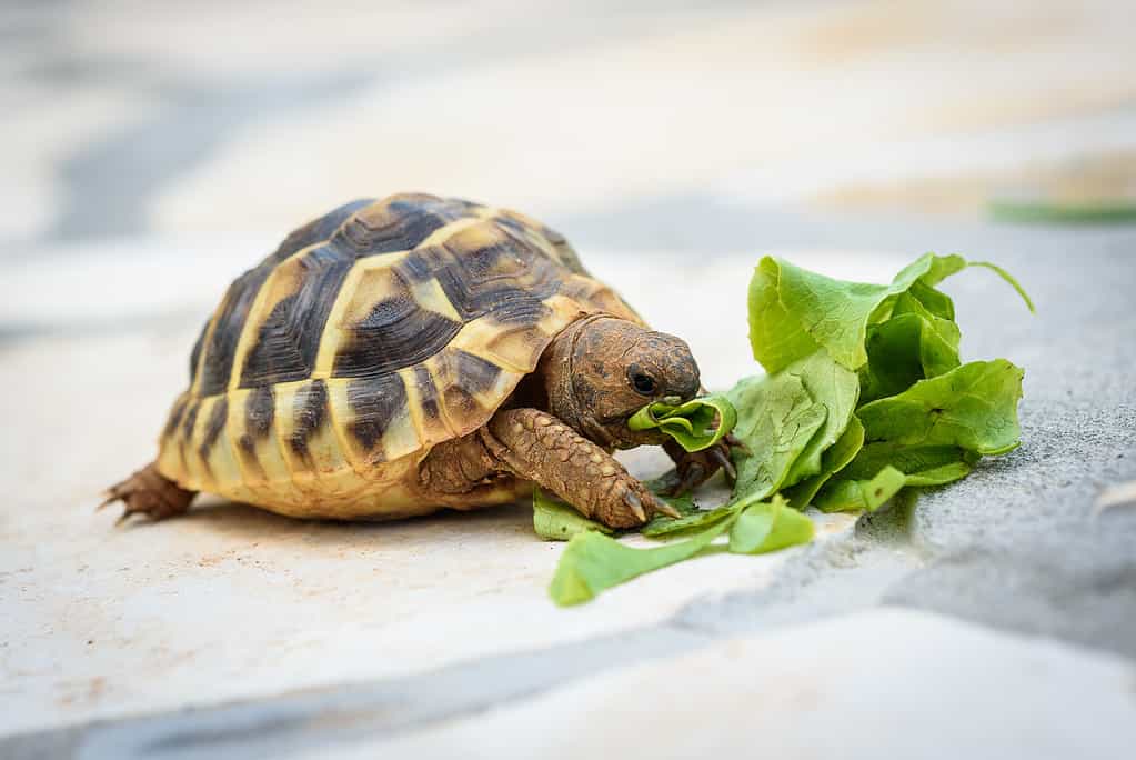 Tartaruga da compagnia che mangia insalata di lattuga sulla terrazza pavimentata in pietra.