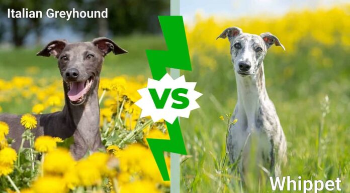 Levriero italiano vs Whippet: 3 differenze chiave
