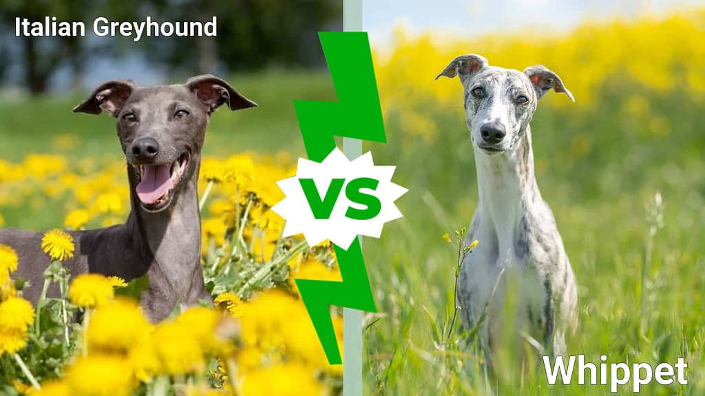 Levriero italiano vs Whippet: 3 differenze chiave