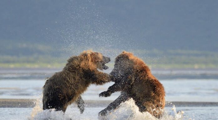 Due orsi grizzly che combattono in acqua
