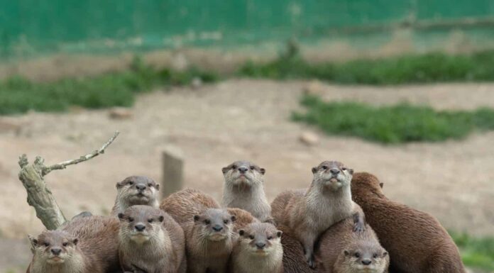 Ritratto di una famiglia di piccole lontre artigliate asiatiche (amblonyx cinerea) sedute su un tronco insieme e guardando la telecamera