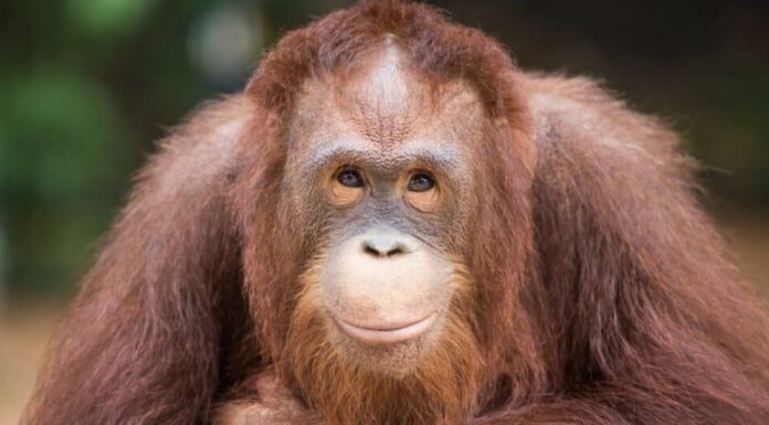 Gli esseri umani sono mammiferi