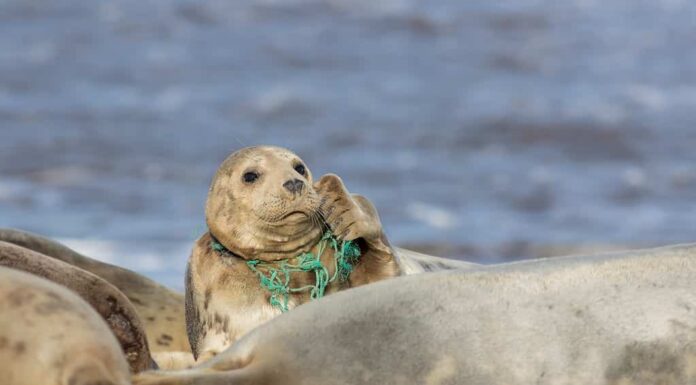 Foche di salvataggio: queste creature intrappolate nelle reti da pesca hanno bisogno di aiuto