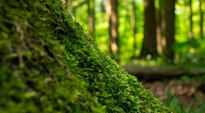 Muschio verde che cresce su un ceppo di albero in una foresta europea