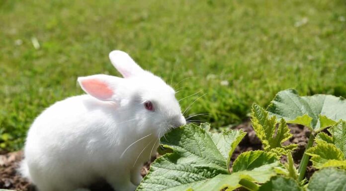 il coniglio bianco mangia le foglie di zucchine in giardino all'inizio dell'estate