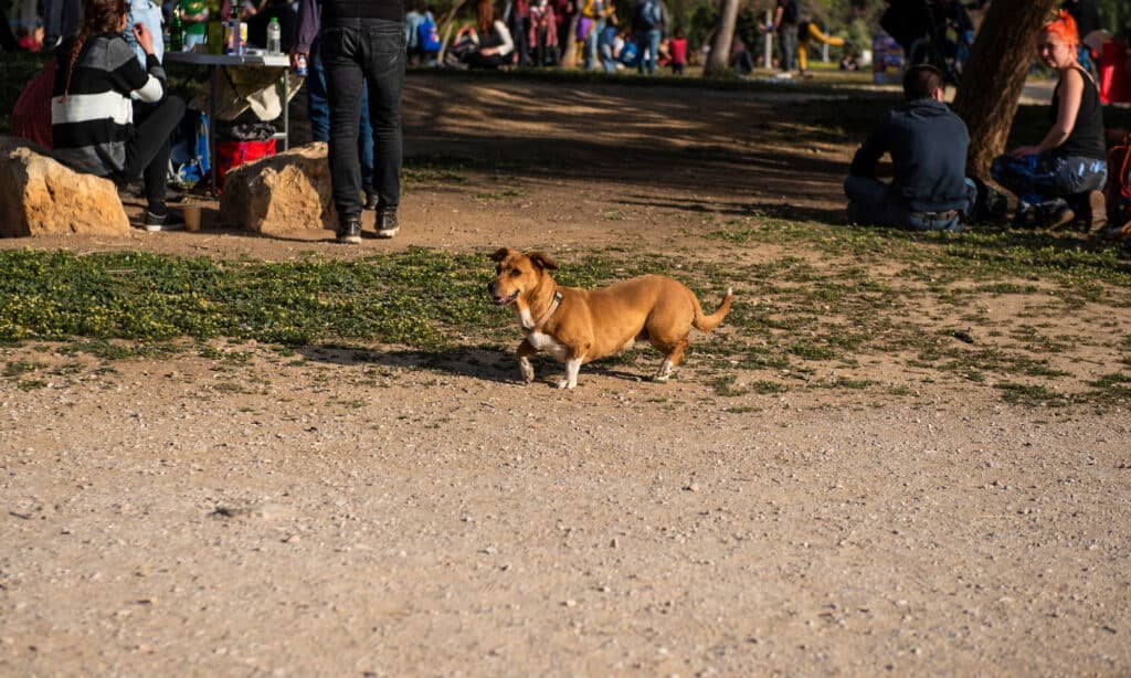 Un cane nella celebrazione della Giornata della Terra