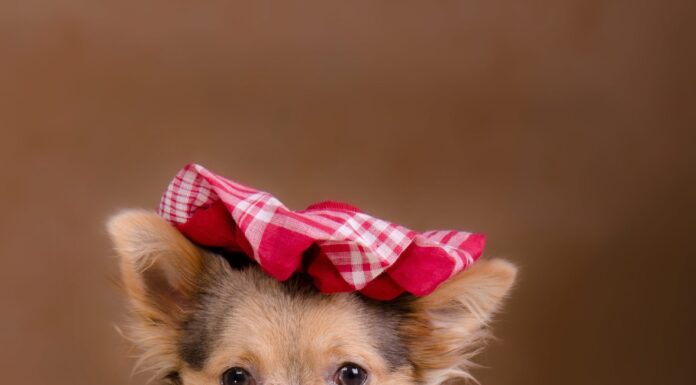 Cucciolo di Chihuahua che indossa vestito a quadretti rosso e cappuccio isolato