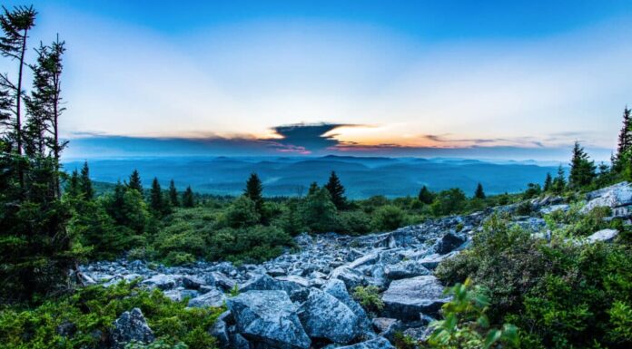 Manopola in abete rosso dei Monti Appalachi West Virginia