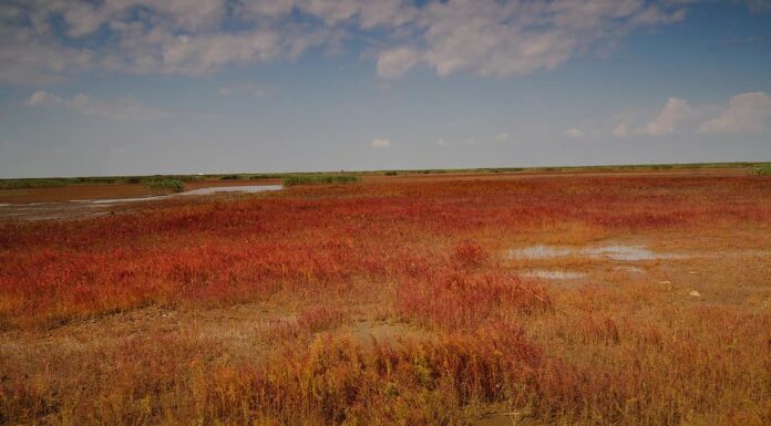 Spiaggia Rossa di Panjin