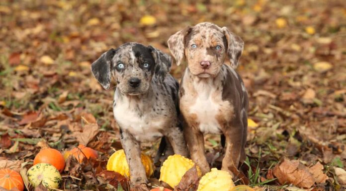Due cuccioli della Louisiana Catahoula con zucche in autunno