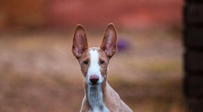 Cucciolo di segugio di Ibiza