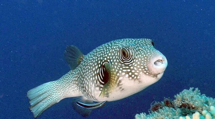 Pesce palla a macchie bianche