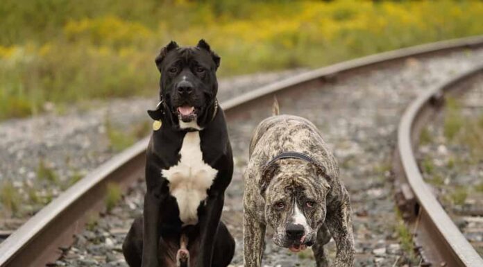 Cani prepotenti di Kutta