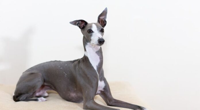 Cane levriero italiano che gioca in casa.