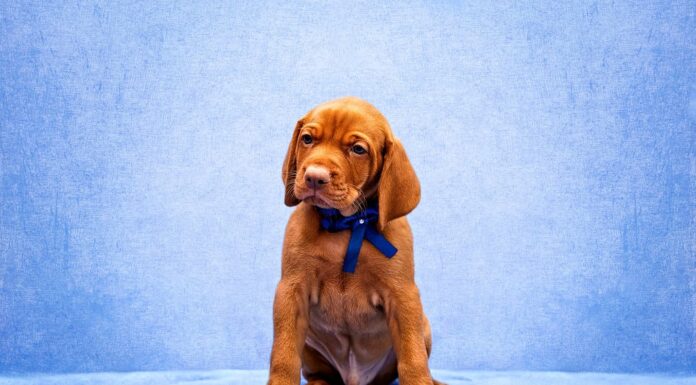 Cucciolo, Vizsla, Animale, Parte del corpo animale, Occhio animale