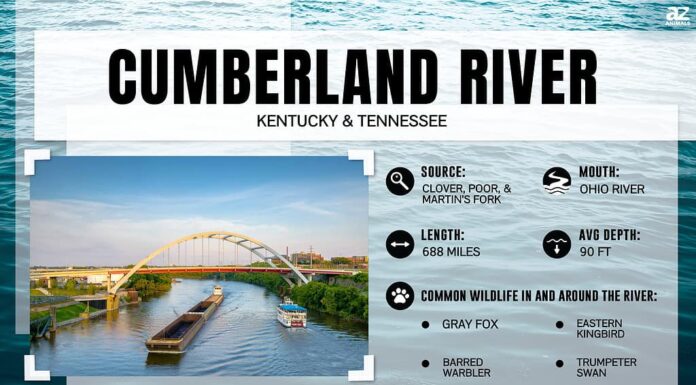 Quanto è largo il fiume Cumberland nel suo punto più largo?
