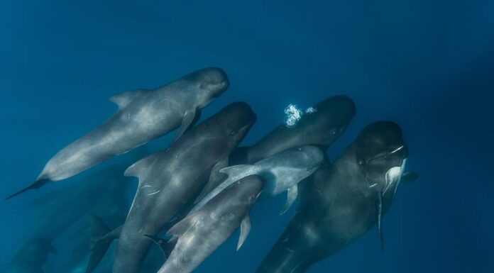 Baccello di balena pilota con pinne lunghe e vitello, Stretto di Gibilterra