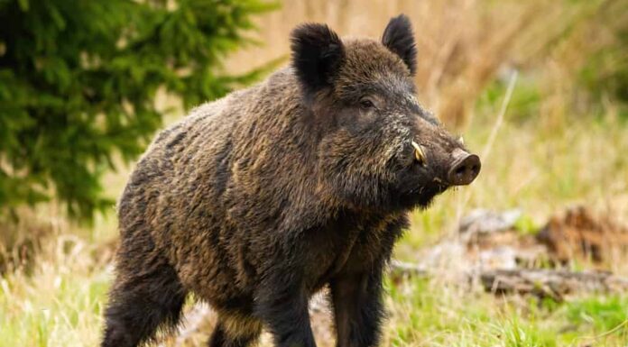 Cinghiale dominante, sus scrofa, maschio che sniffa con muso massiccio con zanne bianche sul prato.  Maestoso mammifero selvatico in piedi sull'erba in primavera dalla vista laterale