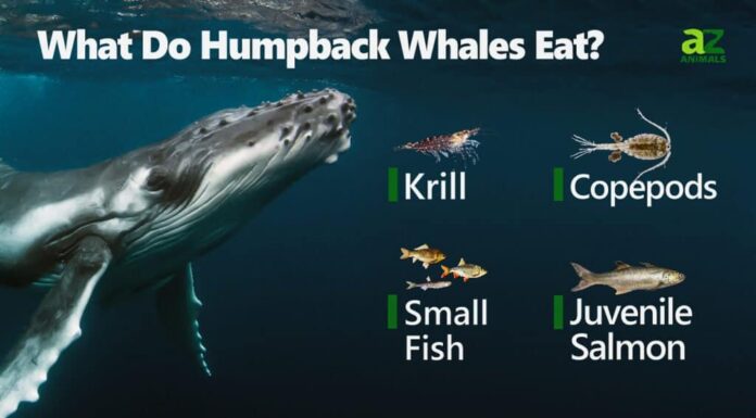 Cosa mangiano le megattere