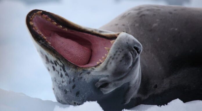 Denti di foca leopardo - foca leopardo