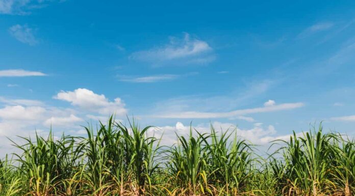 canna da zucchero con sfondo azzurro