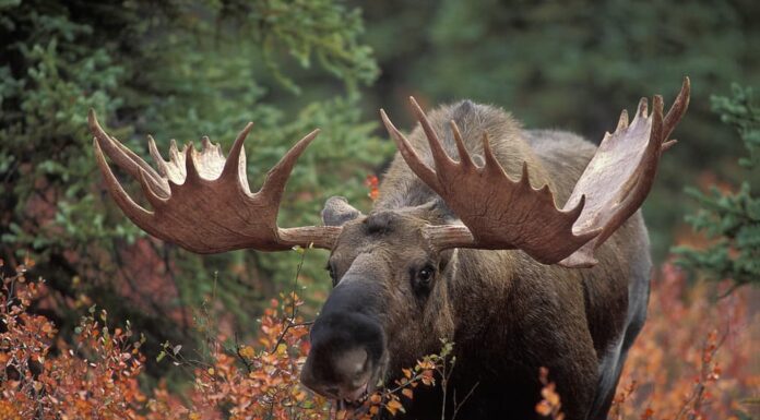 Questo alce arrabbiato carica un uomo e il suo chihuahua lo salva
