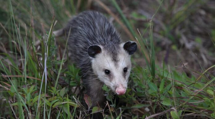 Opossum della Virginia