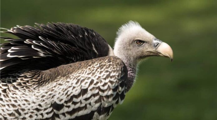 Primo piano del grifone di Ruppells