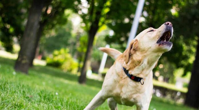 Cane Labrador che abbaia al parco cittadino