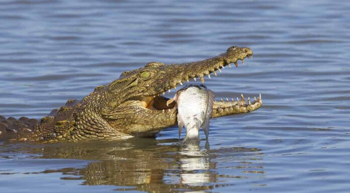 Questo cervo nuota per salvarsi la vita mentre viene inseguito da un coccodrillo determinato

