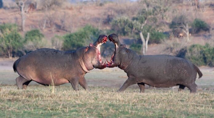 Due ippopotami aggressivi che combattono per il territorio