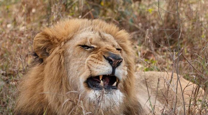 Leone il re della giungla catturato durante il Safari.