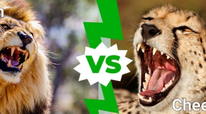 Leone contro ghepardo