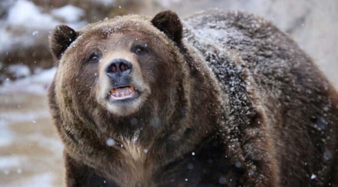 Orso grizzly nella neve