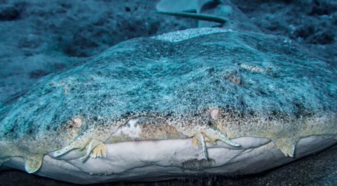 Tipi di squalo - Squalo angelo