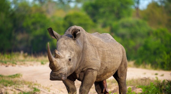 Rinoceronte bianco, rinoceronte dalle labbra quadrate o rinoceronte (Ceratotherium simum) Mpumalanga.  Sud Africa.