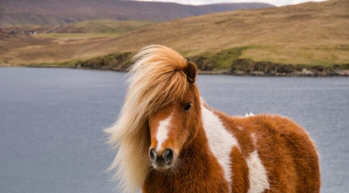 Un pony Shetland marrone e bianco sulla brughiera costiera aperta nelle Shetland, Regno Unito