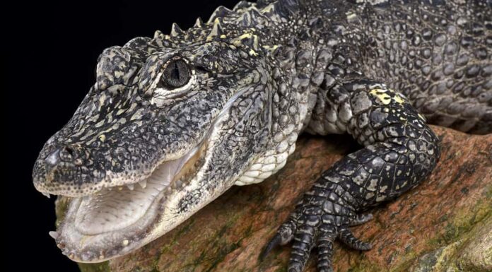 Alligatore cinese (Alligator sinensis)