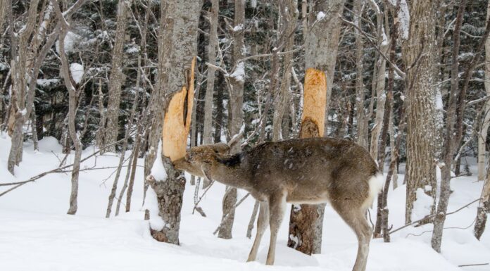 Yezo Sika Dear Eating Bark, Shiretoko in inverno, Hokaido, Giappone