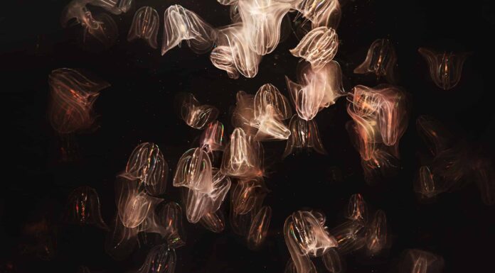 Diverse meduse a pettine