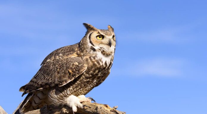 Grande gufo cornuto
