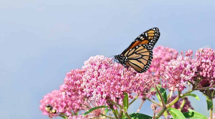 Farfalla monarca su un fiore selvatico di euforbia della palude