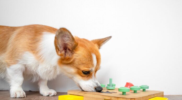 Il cane Corgi si piega sul giocattolo educativo interattivo per, puzzle, mangiatoia lenta, infila il naso nei buchi per un dolcetto nascosto.  Ciotola intelligente, trova il cibo secco tramite l'olfatto.  Addestramento degli animali domestici, attività mentale, intelligenza