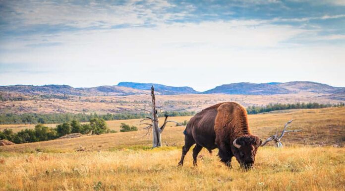 Bufali bisonti al pascolo sulle montagne di Wichita, Oklahoma