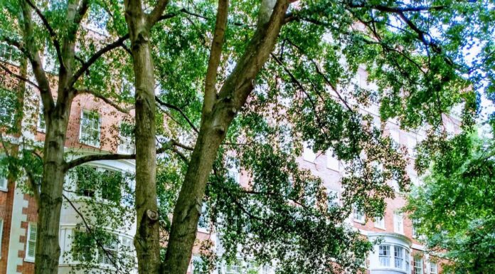 Una bellissima giornata nel campus della Emory University di Atlanta, Georgia.