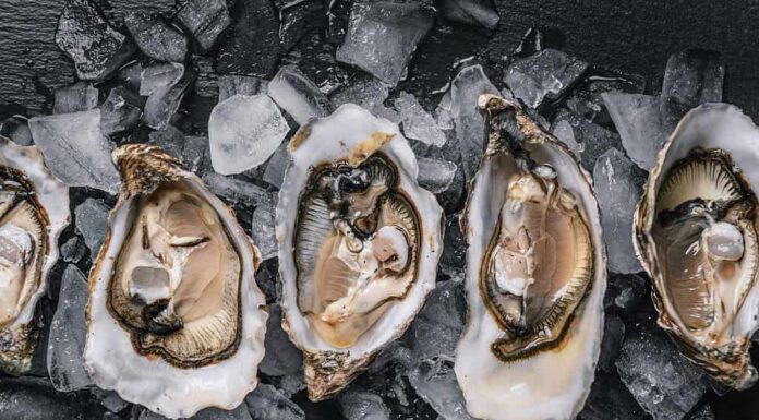 frutti di mare alimentari sani.  ostriche atlantiche dieta cruda su uno sfondo di legno scuro in ghiaccio con limone
