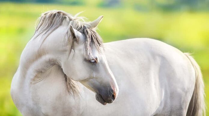 ritratto di cavallo grigio-bianco con prato verde e alberi dietro